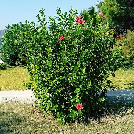 Vila Datca Aktur Holiday Homes